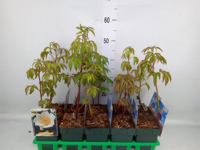 <h4>Paeonia lact. 'Krinkled White'</h4>