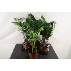 Alocasia 17 Cm. P. Low Rider