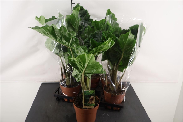<h4>Alocasia 17 Cm. P. Low Rider</h4>