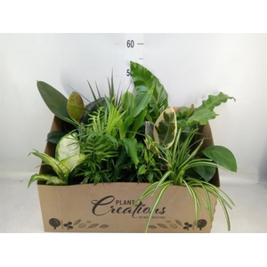 Planten Groen   ...mix 12