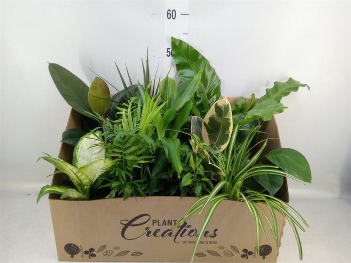 <h4>Planten Groen   ...mix 12</h4>