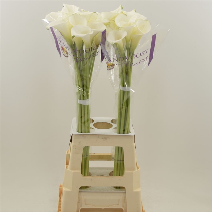 <h4>Calla White Art | Heavy Quality</h4>