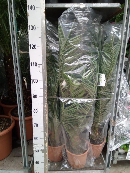 <h4>Phoenix canariensis</h4>