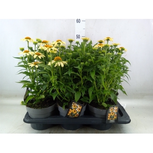 Echinacea  'Mooodz'   ...mix