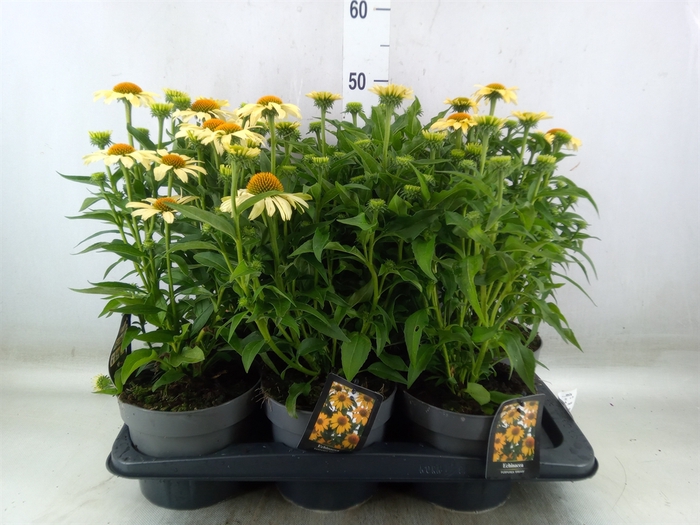<h4>Echinacea  'Mooodz'   ...mix</h4>