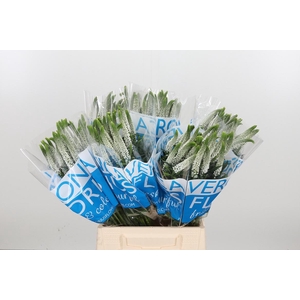 Veron Smart Luna Wit