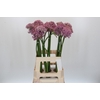 Allium Pink Jewel