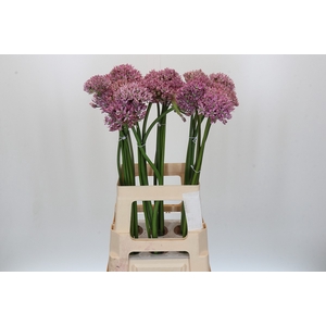 Allium Pink Jewel