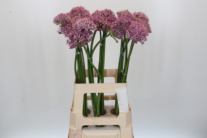 <h4>Allium Pink Jewel</h4>