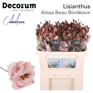 Lisianthus Dye Alissa beau bordeaux