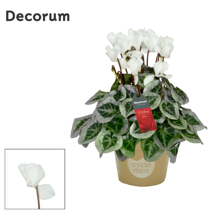 <h4>Cyclamen Picasso White P11</h4>