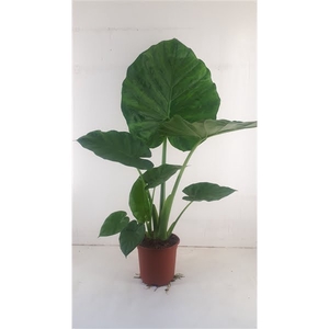 Alocasia macrorrhiza