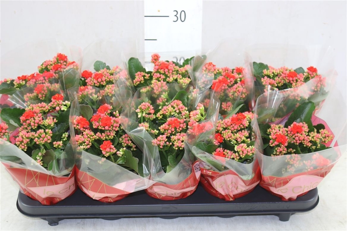 <h4>Kalanchoe Rosalina Rood</h4>