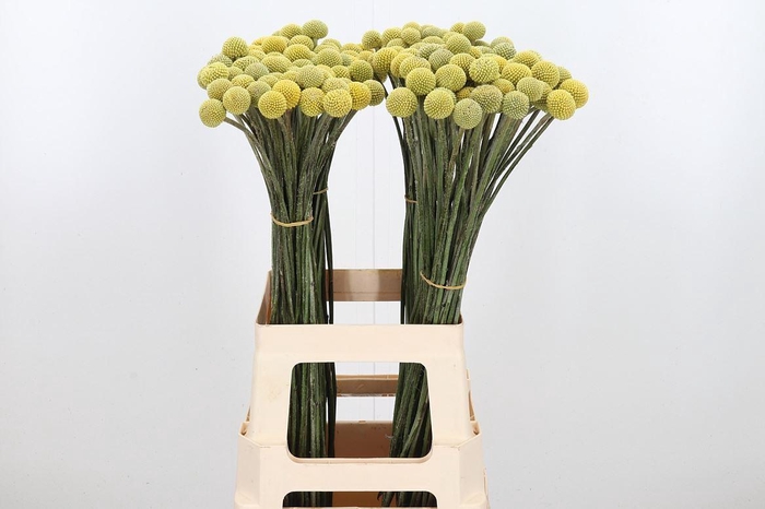 <h4>Craspedia - Md</h4>