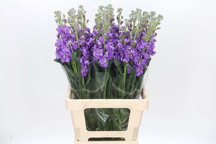 <h4>Matthiola Iron Blue</h4>