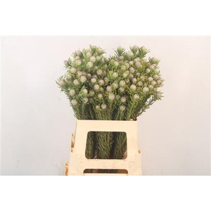 Leucad L Jade Pearl Spray