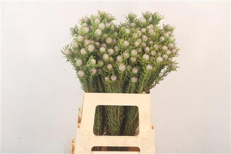 <h4>Leucad L Jade Pearl Spray</h4>