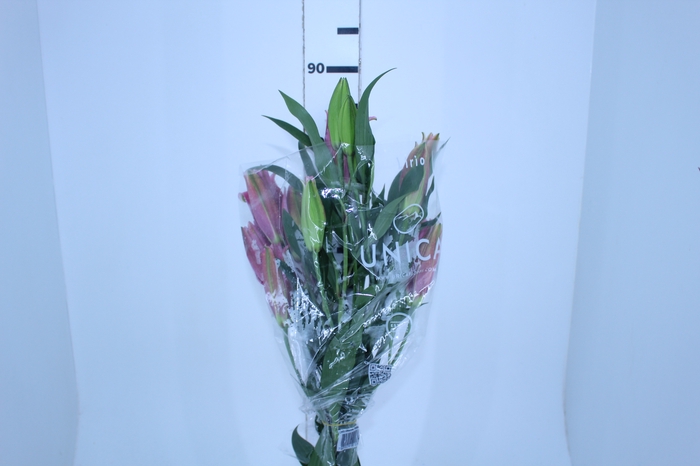 LIRIO ROSELILY ELENA 090 CM DOBRADO
