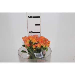 ROSA SPRAY CORAL BUBBLES 040 CM