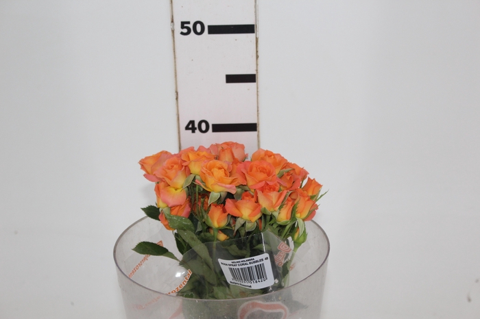 <h4>ROSA SPRAY CORAL BUBBLES 040 CM</h4>