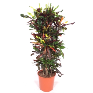 Codiaeum Mammi