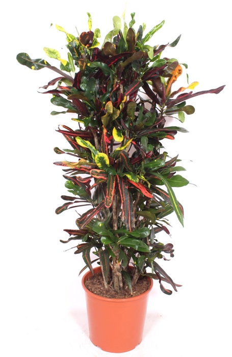 <h4>Codiaeum Mammi</h4>