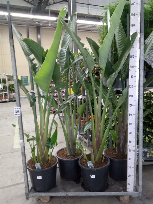 <h4>Strelitzia nicolai</h4>