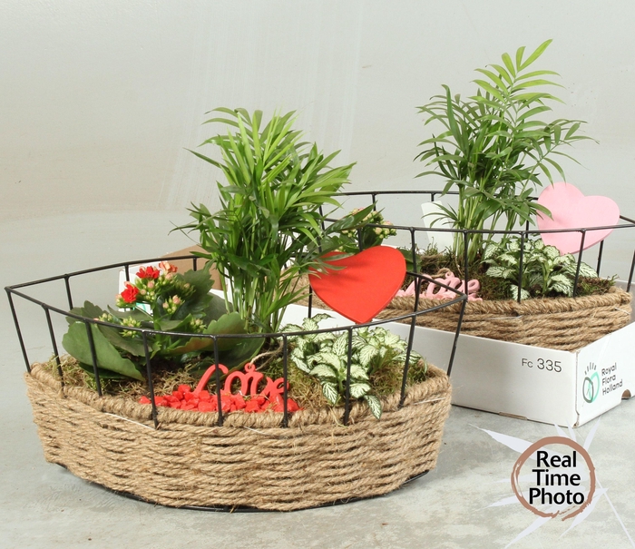 <h4>ARR KAMERPL</h4>