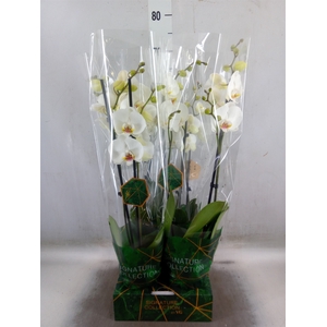 Phalaenopsis   ...white