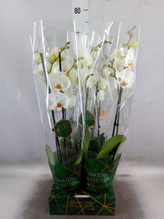 <h4>Phalaenopsis   ...white</h4>