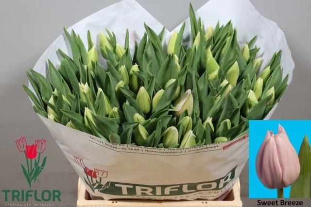 <h4>TU EN SWEET BREEZE</h4>