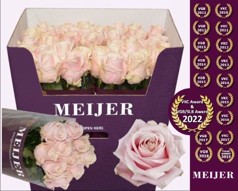 <h4>R Gr Sweet Avalanche Meijer Purple 80 cm</h4>