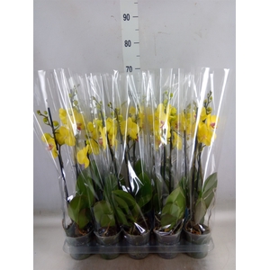 Phalaenopsis   ...