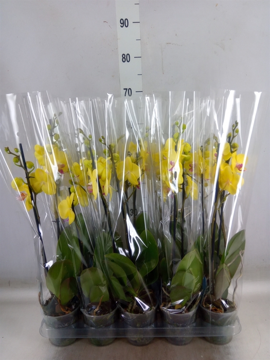 <h4>Phalaenopsis   ...</h4>