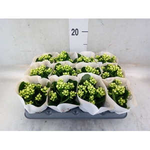 Kalanchoe blos. 'RosFlow Sia'