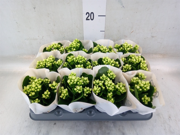 <h4>Kalanchoe blos. 'RosFlow Sia'</h4>