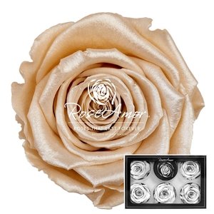 Xl Satin Champagne Cha01