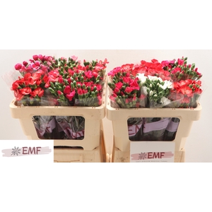 DI SOLOMIO GEM IN FUST