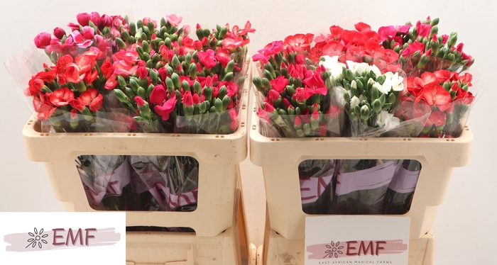 <h4>DI SOLOMIO GEM IN FUST</h4>