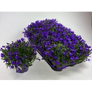 CAMP POR BLU GET MEE