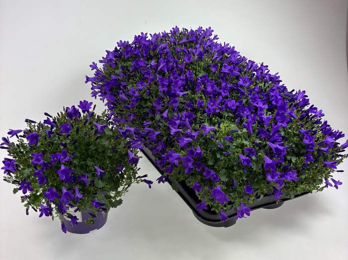 <h4>CAMP POR BLU GET MEE</h4>