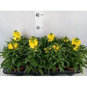 Erysimum linifolium