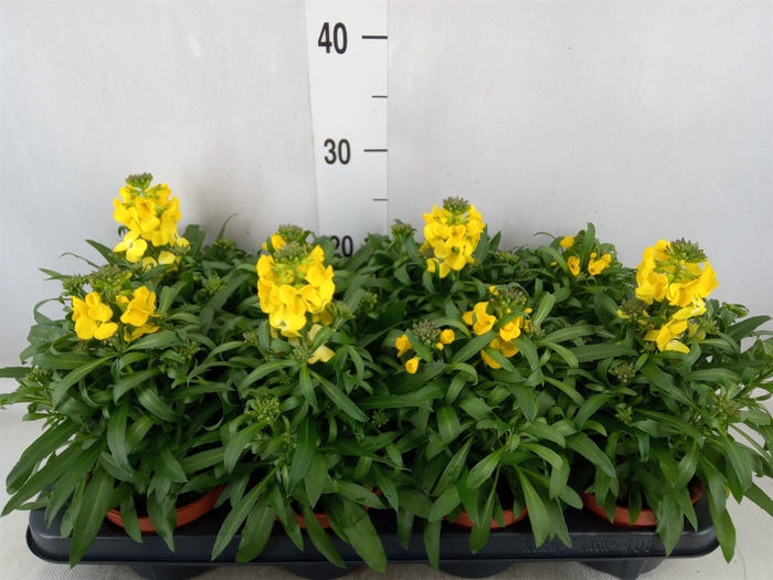 Erysimum linifolium