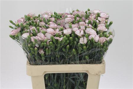 <h4>Di Te Solomio Tino</h4>