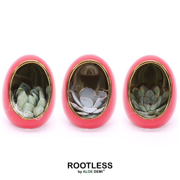 <h4>ROOTLESS Echeveria, Egg Red gold</h4>