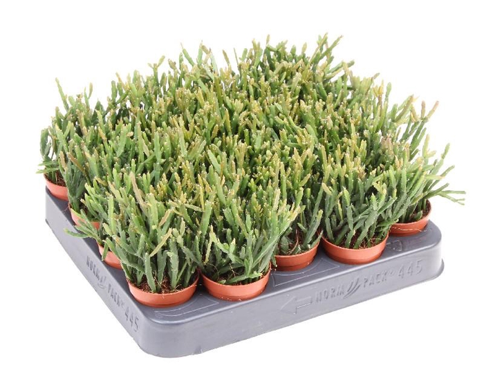 <h4>Rhipsalis ewaldiana mini RH5003</h4>
