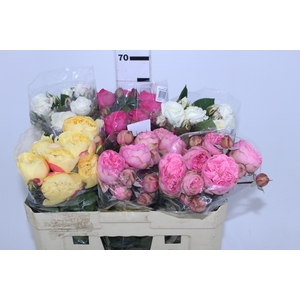 ROSA GARDEN PIANO LINE VARIADA 060 CM