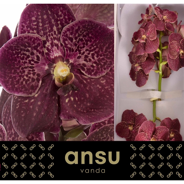 <h4>Vanda Chocolate Red X16</h4>