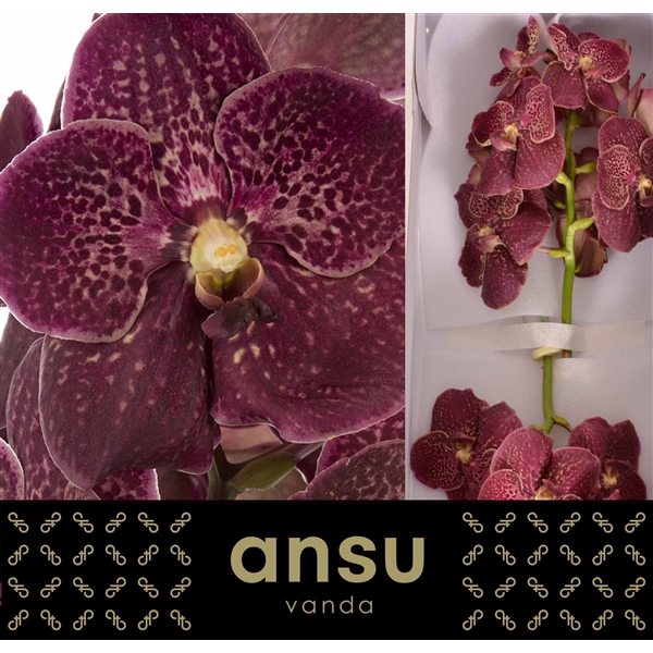 <h4>Vanda Sunanda Chocolate Red</h4>