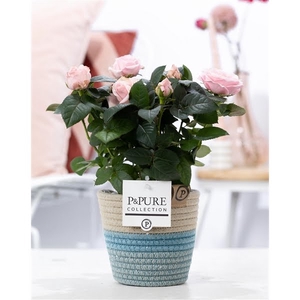 Rosa light pink in P&PURE Fashionpot Valerie